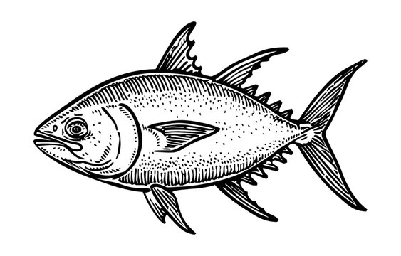 recommend clip art: tuna engraving black and white outline