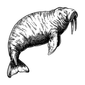 recommend clip art: walrus engraving black and white outline