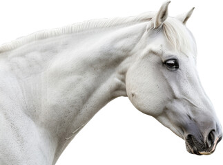 White horse with a flowing mane
