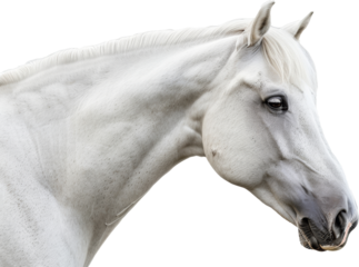 White horse with a flowing mane