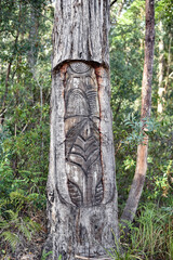 Mount Alum bush walk at Bulahdelah