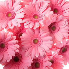 pink gerber flowers in closeup over white background