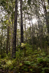 Mount Alum bush walk at Bulahdelah