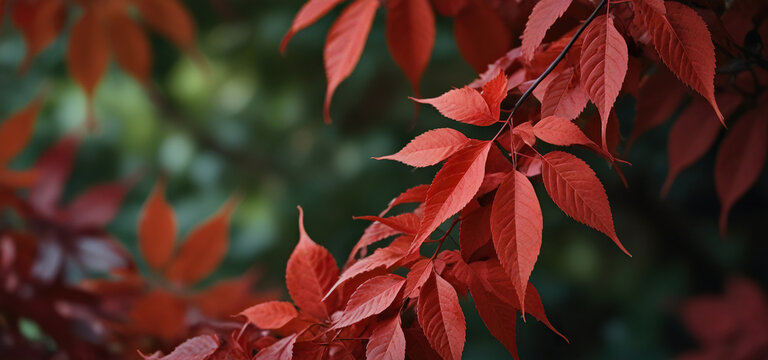 Close up of Autumn red leaves background, Colorful Leaves Of Creeper Plant.