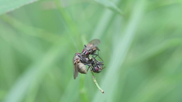 Stable flies feeding on a dead insect.