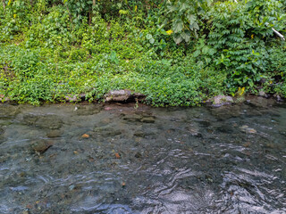 very clear water flow in the kali bening river, magelang indonesia with wild grass growing beside the river, fresh water, clean river