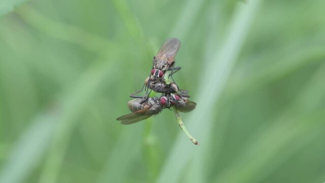 Stable flies feeding on a dead insect.