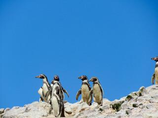 penguins on the rocks