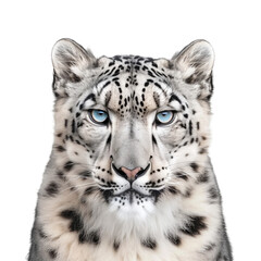 portrait of snow leopard isolated on white background