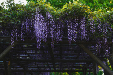 Wisteria flower full bloom in Tokyo, Japan