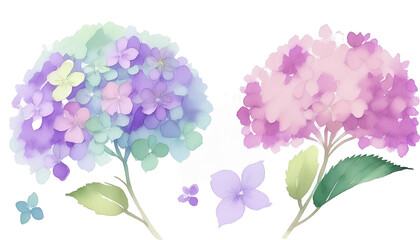 水彩で描かれた紫陽花