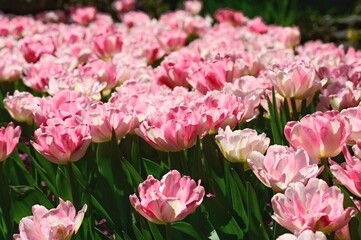 Fototapeta premium Tulip season in Victoria, BC, Canada