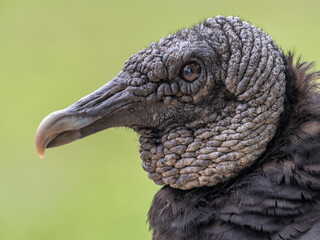 Close Up of the Head of an American Black Vulture Against a Green Background