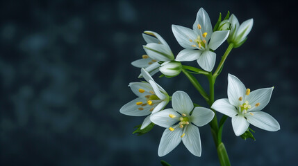 Fototapeta premium A closeup shot of white flowers with yellow centers, set against a dark background. The delicate petals of these terrestrial plants create a beautiful contrast in this wildflower event