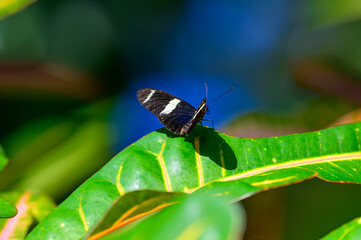 A Doris Longwing Butterfly at a Botanical Gardens Exhibit in Grand Rapids, Michigan.
