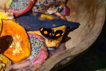 A Grecian Shoemaker Butterfly at a Botanical Gardens Exhibit in Grand Rapids, Michigan.