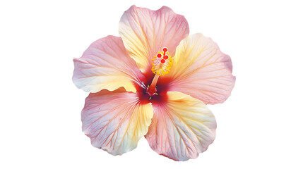 A single hibiscus flower in pastel pink and yellow colors against a white background