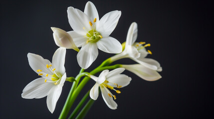 A stunning still life photograph capturing a bunch of white flowers with yellow centers on a black background. This macro photography showcases the beauty of terrestrial plants in detail