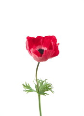 Obraz premium Red Anemone flower, Anemone coronaria, ornamental garden plant, on white background