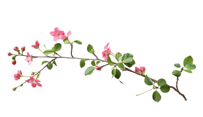 A branch of crabapple blossoms, pink flowers and green leaves against a white background