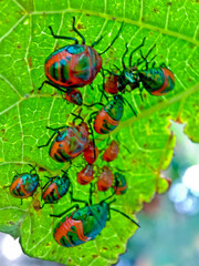 close-up view of a colony of plant-destroying beetles