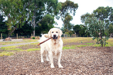 golden retriever with a stick in his mouth at the dog park