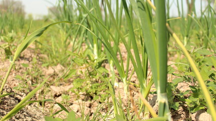 Onion Field On Sunny Day
