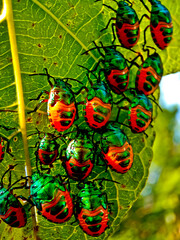close-up view of a colony of plant-destroying beetles