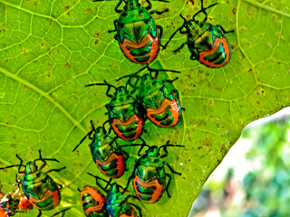 close-up view of a colony of plant-destroying beetles