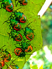 close-up view of a colony of plant-destroying beetles