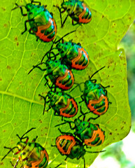 close-up view of a colony of plant-destroying beetles