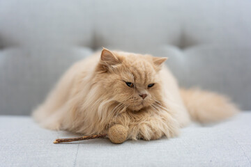 Fluffy British Longhair kitten naps curiously on cozy sofa. Undisturbed in comfy interior, it basks...