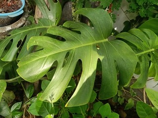 Monstera deliciosa, also known as ceriman, is a species of flowering plant native to the tropical forests of southern Mexico