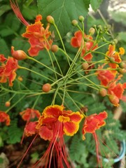 The Peacock Flower plant (Caesalpinia pulcherrima) is easily recognized by its flowers which are dominated by bright red and yellow, contrasting with its bright green leaves. No need for special care,