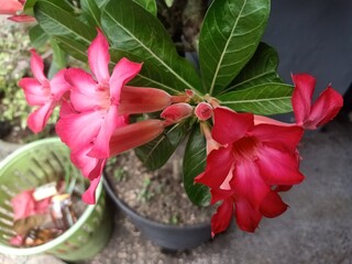 Adenium obesum, better known as desert rose, is a species of poisonous flowering plant belonging to the tribe Nerieae of the subfamily Apocynoideae of the dogbane family,
