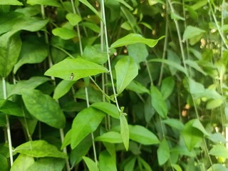Plants with their long branches and many leaves covering the entire wall. Green vines named Lee...