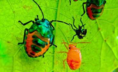 close-up view of a colony of plant-destroying beetles