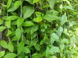 Plants with their long branches and many leaves covering the entire wall. Green vines named Lee...