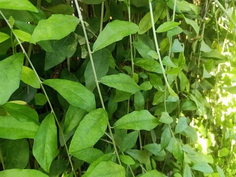 Plants with their long branches and many leaves covering the entire wall. Green vines named Lee Kwan Yew or Vernonia Elliptica. Beautiful hanging vines as curtain creeper plant. Nature background