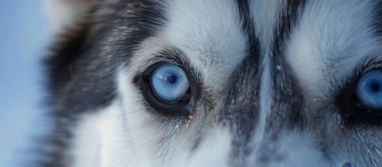 Capturing the striking gaze of a husky dog, focusing on its bright blue eyes set against the backdrop of a serene blue sky