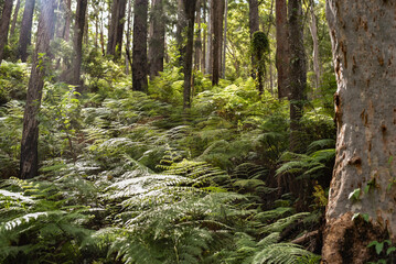 Mount Alum bush walk at Bulahdelah