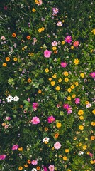 Obraz premium Aerial top down view of Flower field flower outdoors nature.