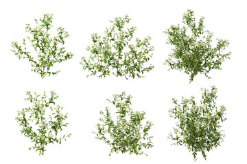 3D render various types of flowers and ivy on transparent background.