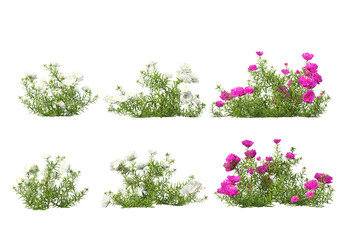 3D render various types of flowers and ivy on transparent background.
