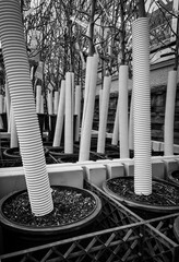 Low angle view of trees and shrubs for sale at a garden center