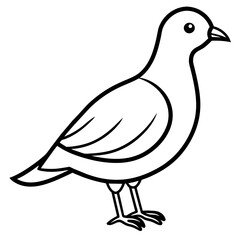 illustration of pigeon