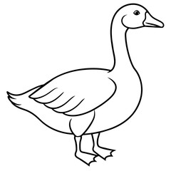 duck isolated