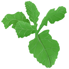 Rocket Wasabi. Healthy vegetables .illustration cartoon design.