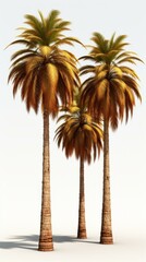 b'Three Coconut Trees'