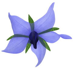 Borage . Healthy vegetables.Illustration Cartoon Design.